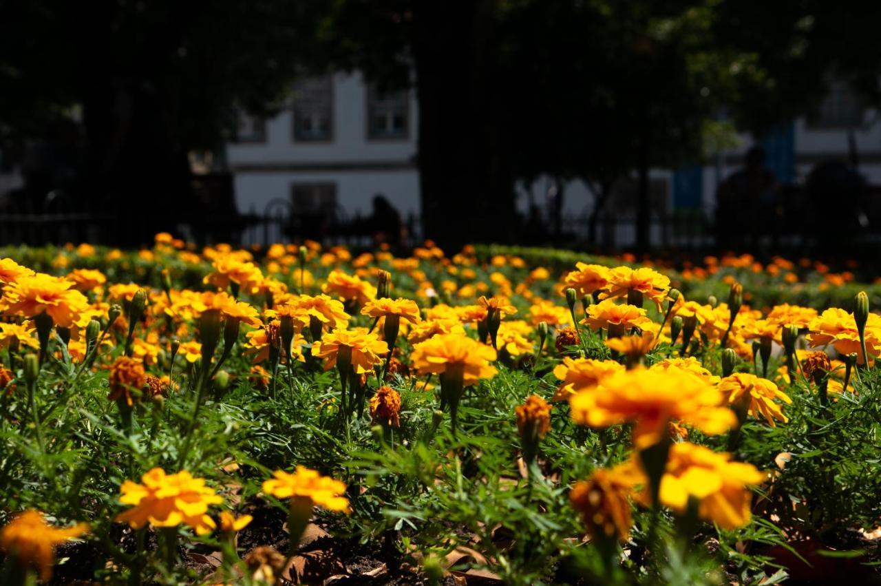 Jardim De Sao Lazaro - Porto Apartments Eksteriør billede